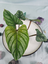 Load image into Gallery viewer, Philodendron Plowmanii, Exact Plant
