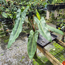 Load image into Gallery viewer, Philodendron Sp. Napo, Betsyii exact plant, Fedex 2day*
