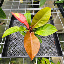 Load image into Gallery viewer, Philodendron Red Moon, Exact Plant Variegated
