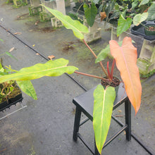 Load image into Gallery viewer, Philodendron Orange Marmalade, Exact Plant Ships Nationwide
