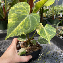 Load image into Gallery viewer, Anthurium Clarinervium Variegated exact plant, Fedex 2day*
