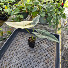 Load image into Gallery viewer, Alocasia simpo albo Exact Plant Ships Nationwide
