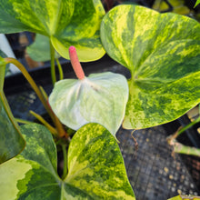 Load image into Gallery viewer, Anthurium Andraeanum White Heart, Exact Plant Variegated Ships Nationwide

