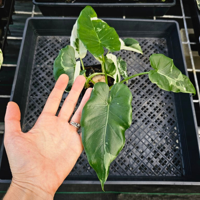 Alocasia Odora, Okinawa Silver, Exact Plant Variegated Triple plant Ships Nationwide