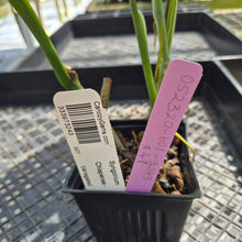 Load image into Gallery viewer, Syngonium Chiapense, Exact Plant Variegated Ships Nationwide
