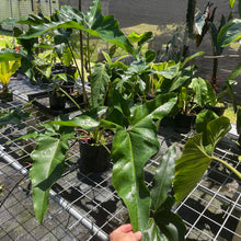 Load image into Gallery viewer, Philodendron Thaumatophyllum Goeldii X Selloum African Fantasy, Exact Plant
