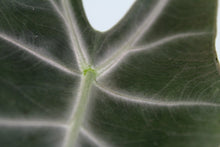 Load image into Gallery viewer, Alocasia Longiloba Denudata, Exact Plant
