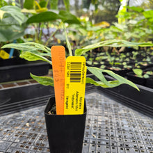 Load image into Gallery viewer, Monstera Adansonii Mint &quot;Indonesia&quot;, Exact Plant Variegated Ships Nationwide
