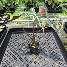Load image into Gallery viewer, Alocasia Nobilis Pink variegated exact plant, Fedex 2day*
