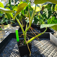 Load image into Gallery viewer, Philodendron Sagittifolium, Tuxtlanum Rubra, Exact Plant Ships Nationwide
