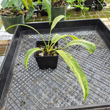 Load image into Gallery viewer, Anthurium Vittarifolium , Exact Plant Variegated Ships Nationwide
