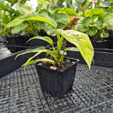 Load image into Gallery viewer, Philodendron Domesticum, Exact Plant Variegated Ships Nationwide
