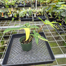 Load image into Gallery viewer, Philodendron Florida Beauty Variegated exact plant, Fedex 2day

