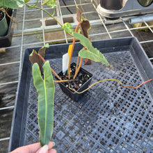 Load image into Gallery viewer, Philodendron Atabapoense Dark Form, Exact Plant Ships Nationwide
