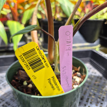 Load image into Gallery viewer, Philodendron Plowmanii, Exact Plant Ships Nationwide
