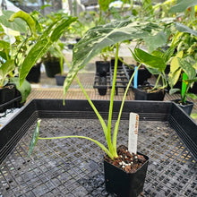 Load image into Gallery viewer, Alocasia Frydek, Exact Plant Variegated Ships Nationwide
