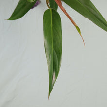 Load image into Gallery viewer, Philodendron Mexicanum Shipped Nationwide
