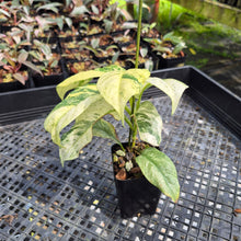 Load image into Gallery viewer, Rhaphidophora Puberula Variegated exact plant, Fedex 2day*
