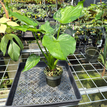 Load image into Gallery viewer, Alocasia Cucullata Variegated 6" pot, Fedex 2day
