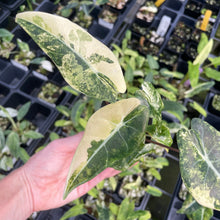 Load image into Gallery viewer, Alocasia Longiloba Grandis Aurea Variegated 2.5" pot, Fedex 2day*
