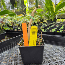 Load image into Gallery viewer, Philodendron Holtonianum, Exact Plant Ships Nationwide

