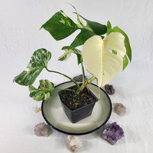 Load image into Gallery viewer, Monstera Borsigiana Albo Deliciosa, Exact Plant Variegated Ships Nationwide
