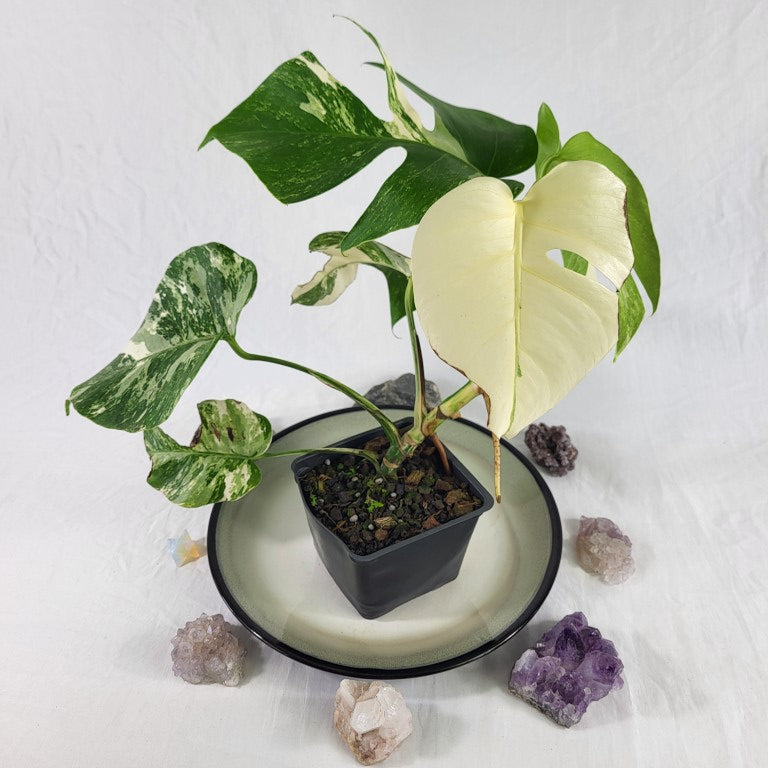 Monstera Borsigiana Albo Deliciosa, Exact Plant Variegated Ships Nationwide