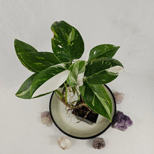 Load image into Gallery viewer, Philodendron White Princess, Exact Plant Variegated Ships Nationwide
