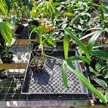 Load image into Gallery viewer, Philodendron Holtonianum, Exact Plant Ships Nationwide

