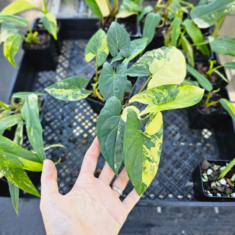 Syngonium Aurea, Exact Plant Variegated Ships Nationwide