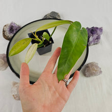 Load image into Gallery viewer, Philodendron Whipple Way, Exact Plant Variegated Ships Nationwide
