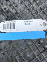 Load image into Gallery viewer, Anthurium Cirinoi, Exact Plant Ships Nationwide
