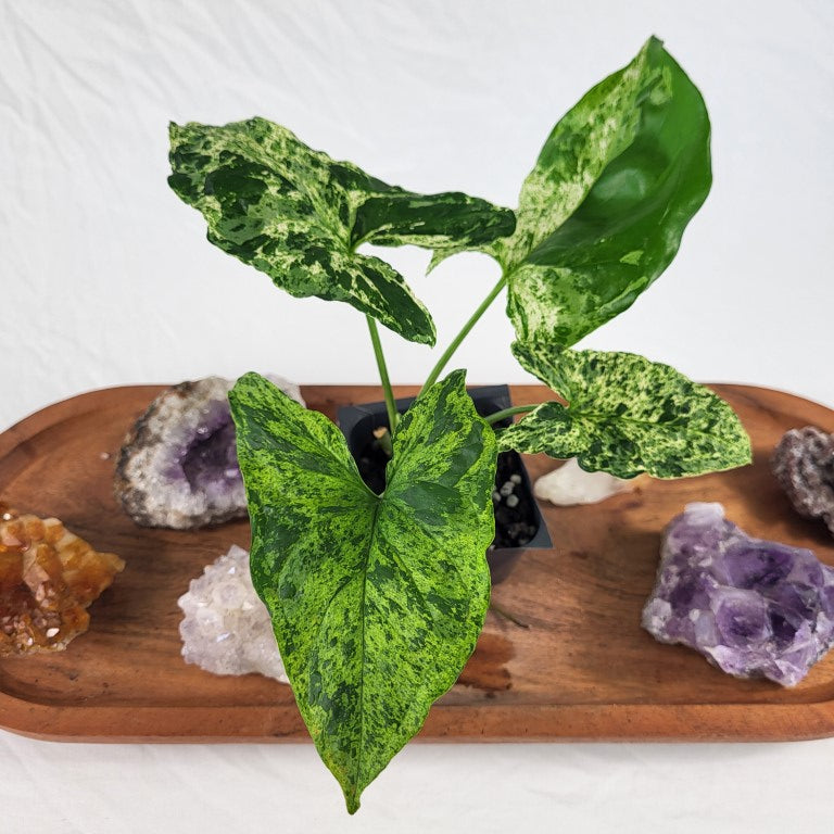 Syngonium Mojito Variegated 2.5