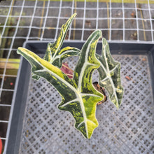 Load image into Gallery viewer, Alocasia Sanderiana Nobilis Aurea Variegated exact plant, Fedex 2day*

