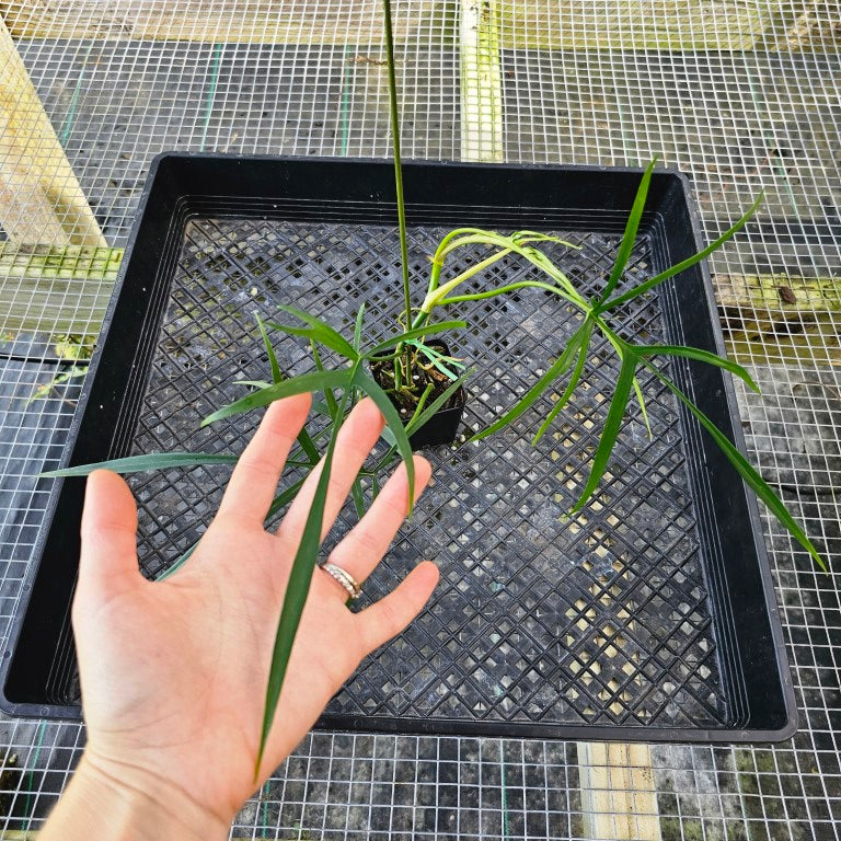 Philodendron Polypodoides, Exact Plant Ships Nationwide