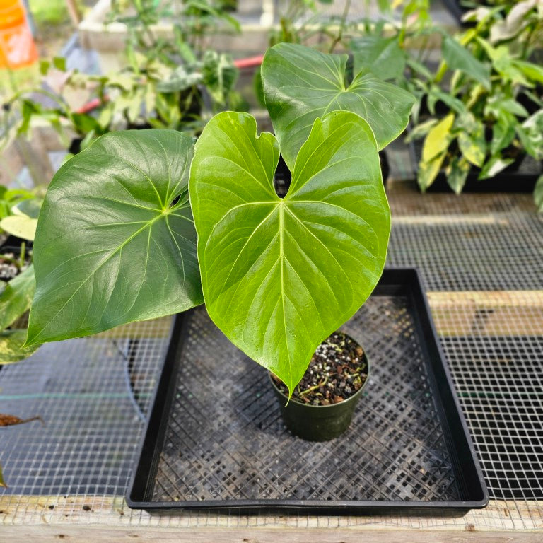 Anthurium Faustomirandae, Faustino'S Giant, Exact Plant Ships Nationwide