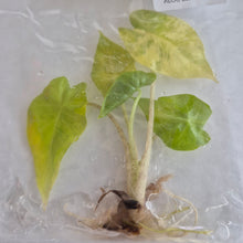 Load image into Gallery viewer, Alocasia 'Portora' aurea Variegated tissue culture Fedex 2day
