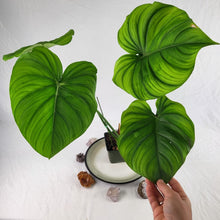 Load image into Gallery viewer, Philodendron Pastazanum 2.5&quot; starter pot, ships nationwide
