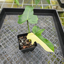 Load image into Gallery viewer, Philodendron Golden Dragon, Exact Plant Variegated Multi top plant
