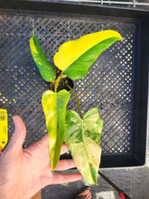 Load image into Gallery viewer, Philodendron Domesticum, Exact Plant Variegated Ships Nationwide
