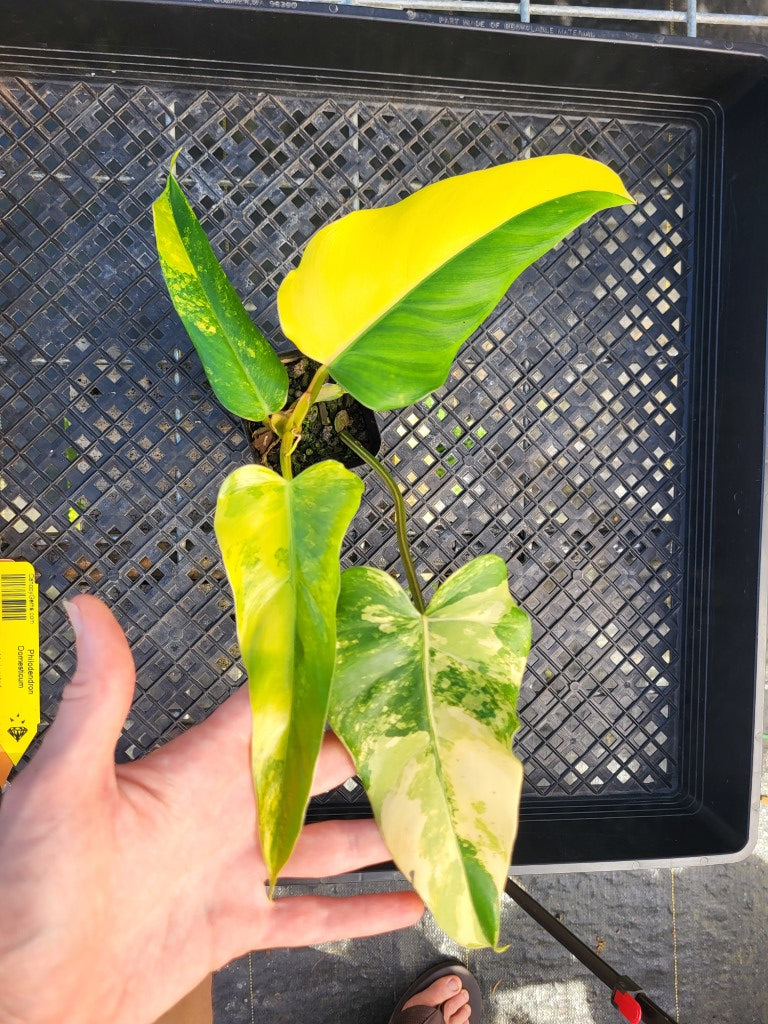 Philodendron Domesticum, Exact Plant Variegated Ships Nationwide