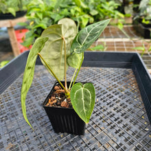 Load image into Gallery viewer, Anthurium &quot;Michelle x Zara&quot; x Noid Hybrid, Exact Plant Ships Nationwide
