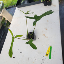Load image into Gallery viewer, Philodendron Longilobatum Lelano Miyano, Exact Plant Ships Nationwide
