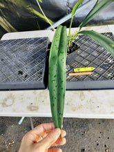 Load image into Gallery viewer, Anthurium Bakeri, Exact Plant Ships Nationwide
