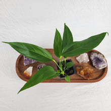 Load image into Gallery viewer, Anthurium Spectabile 2.5&quot; Pot, Fedex 2 day*
