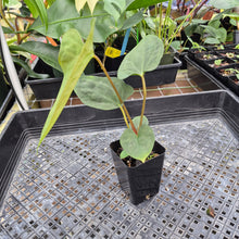Load image into Gallery viewer, Anthurium Papillilaminum Fort Sherman X Ralph Lynam,Exact Plant Ships Nationwide
