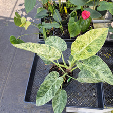 Load image into Gallery viewer, Philodendron Giganteum, Exact Plant Variegated Ships Nationwide
