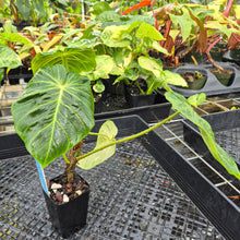 Load image into Gallery viewer, Philodendron Verrucosum Melon, Exact Plant Ships Nationwide
