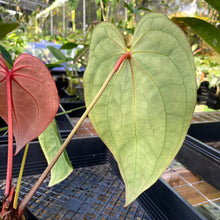 Load image into Gallery viewer, Anthurium Magnificum X Red Crystalinum, Exact Plant Ships Nationwide
