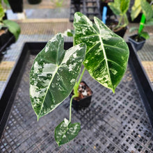 Load image into Gallery viewer, Alocasia Frydek, Exact Plant Variegated Ships Nationwide
